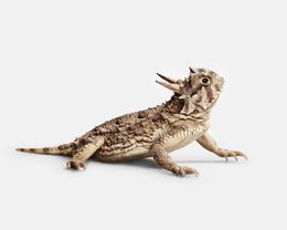 Photographie, Horned Lizard No. 1 (M), Randal Ford