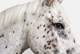 Photographie, Leopard Appaloosa Horse No. 1 (S), Randal Ford