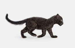 Photography, Leopard Cub (L), Randal Ford