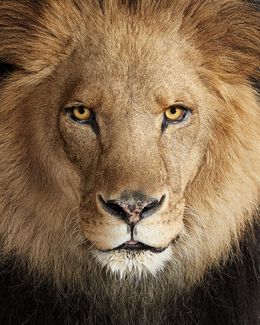 Photographie, Lion No. 1 (S), Randal Ford