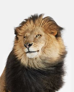 Photographie, Lion No. 2 (S), Randal Ford