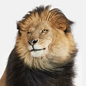 Photography, Lion No. 2 (S), Randal Ford