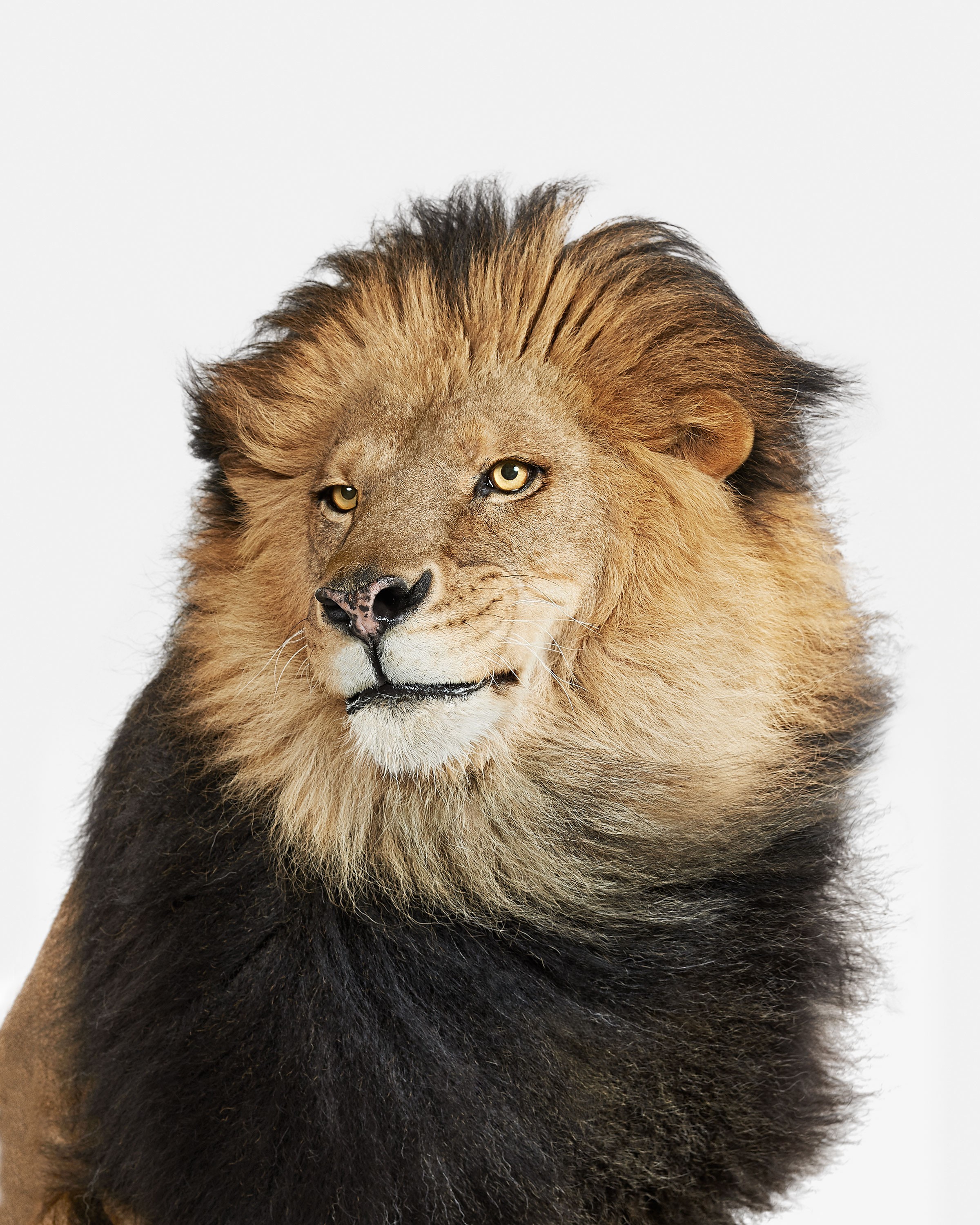 Randal Ford, Lion No. 2 (M) Randal Ford, Lion No. 2 (M)