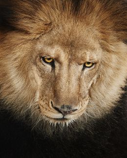 Photographie, Lion No. 3 (M), Randal Ford