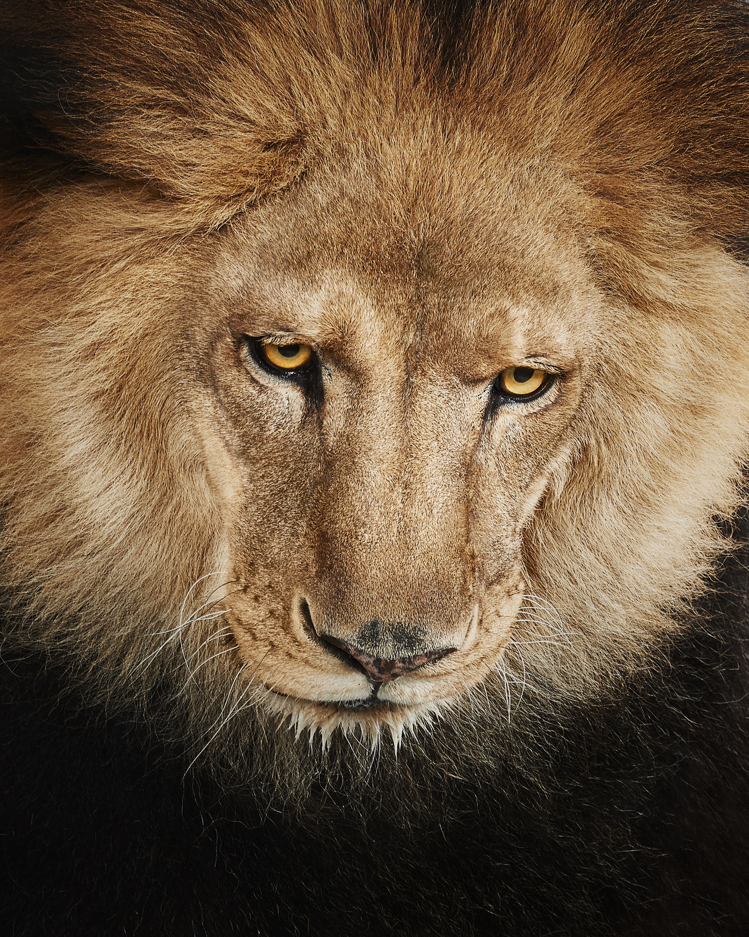 Randal Ford, Lion No. 3 (M) Randal Ford, Lion No. 3 (M)
