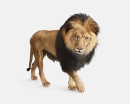Photographie, Lion No. 4 (S), Randal Ford