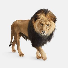 Photography, Lion No. 4 (M), Randal Ford