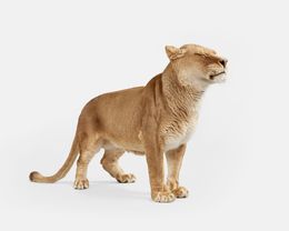 Photographie, Lioness No. 2 (M), Randal Ford