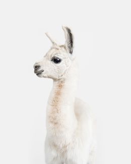 Photographie, Llama Baby (M), Randal Ford