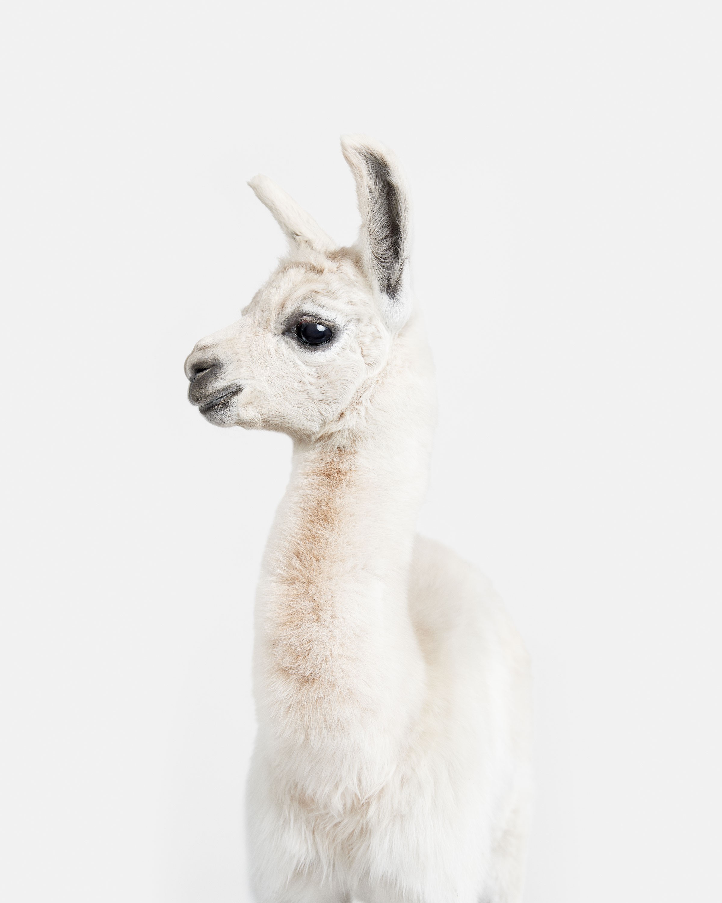 Randal Ford, Llama Baby (M) Randal Ford, Llama Baby (M)