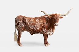 Photographie, Longhorn No. 6 (M), Randal Ford