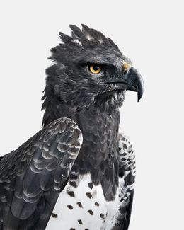 Photographie, Martial Eagle (S), Randal Ford