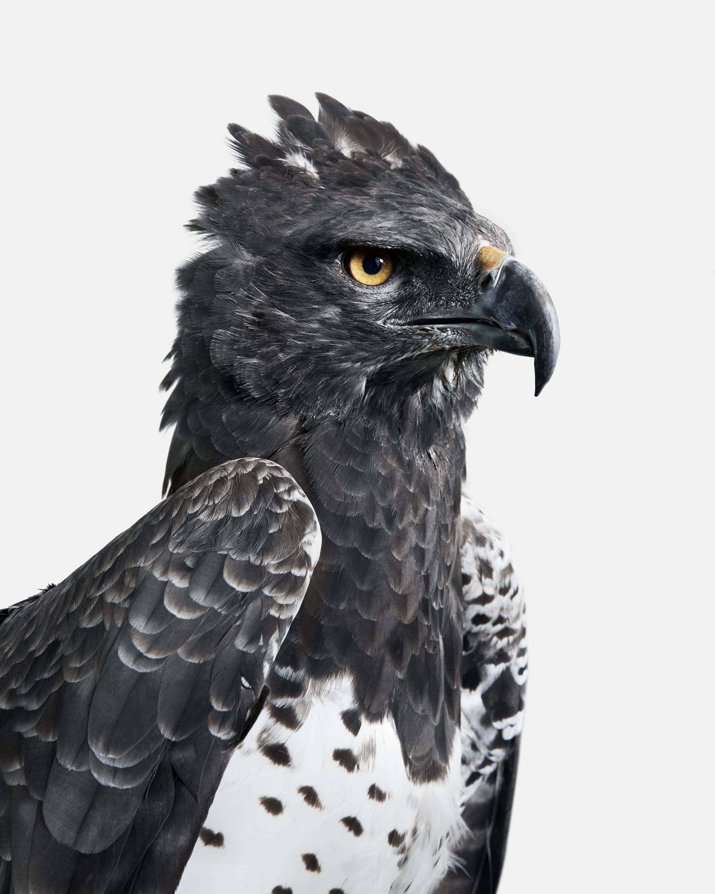 Randal Ford, Martial Eagle (M) Randal Ford, Martial Eagle (M)