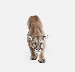 Photographie, Mountain Lion No. 1 (S), Randal Ford