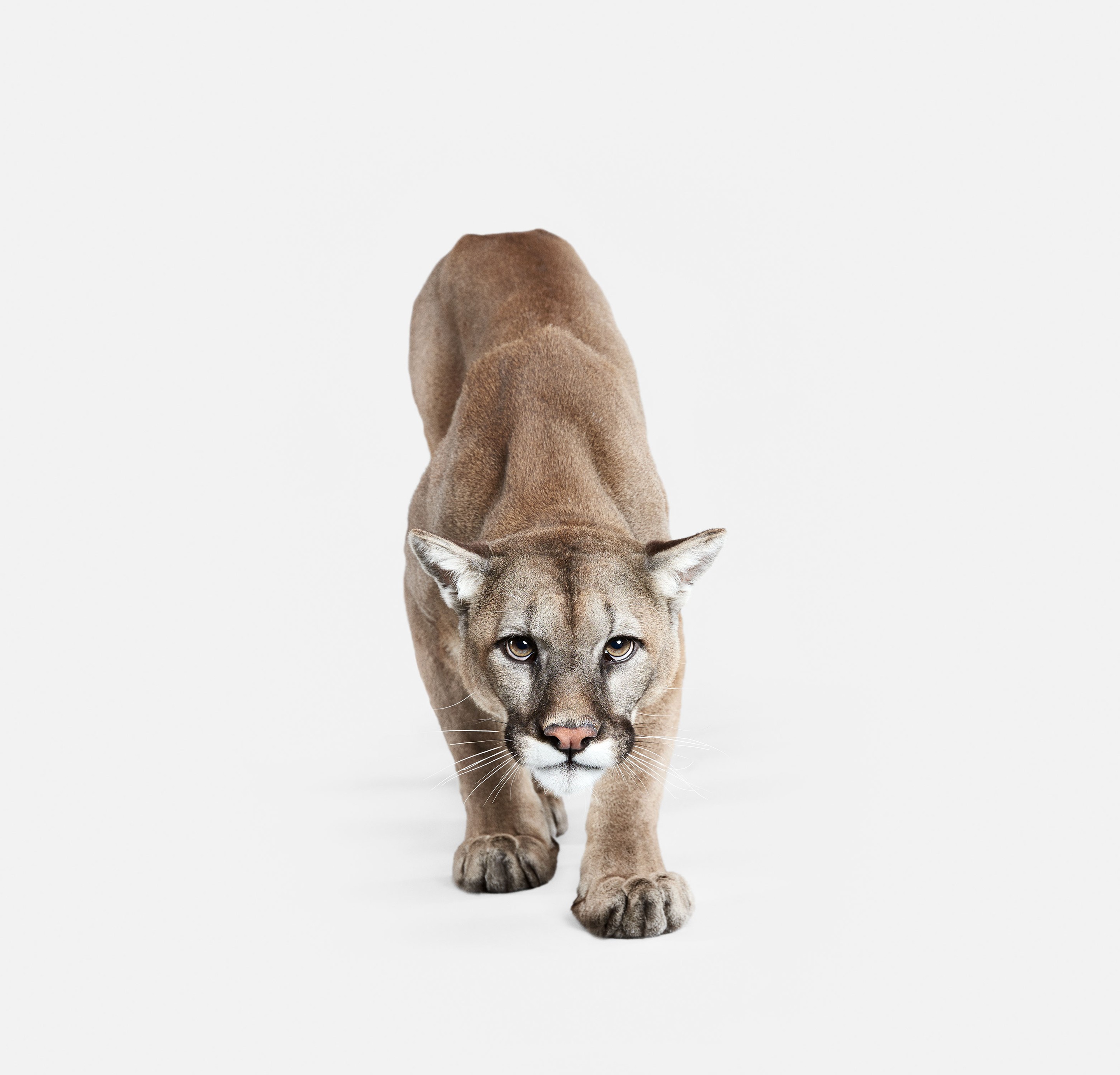 Randal Ford, Mountain Lion No. 1 (L) Randal Ford, Mountain Lion No. 1 (L)