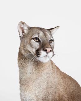 Photographie, Mountain Lion No. 2 (M), Randal Ford