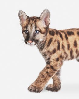 Photographie, Mountain Lion Cub (S), Randal Ford