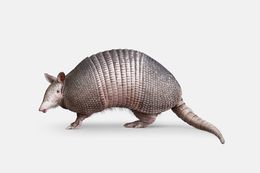 Photographie, Nine Banded Armadillo (S), Randal Ford
