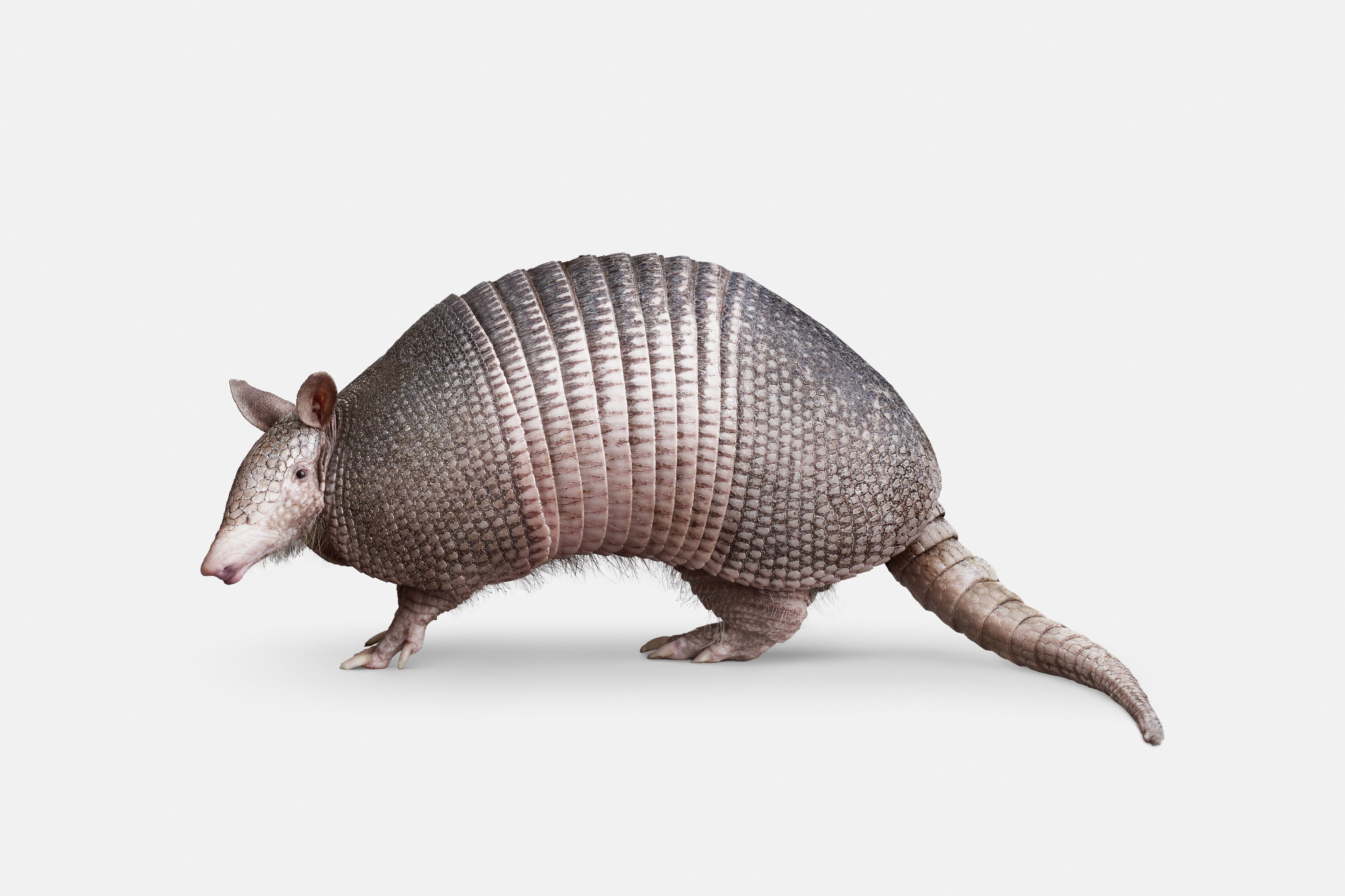 Randal Ford, Nine Banded Armadillo (M) Randal Ford, Nine Banded Armadillo (M)