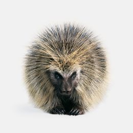 Photographie, North American Porcupine (M), Randal Ford