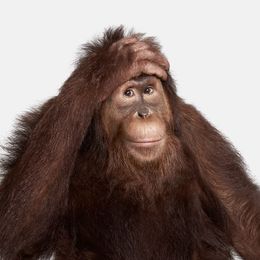 Photographie, Orangutan No. 1 (M), Randal Ford