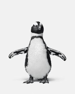 Photographie, Penguin No. 1 (M), Randal Ford