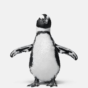 Fotografien, Penguin No. 1 (M), Randal Ford