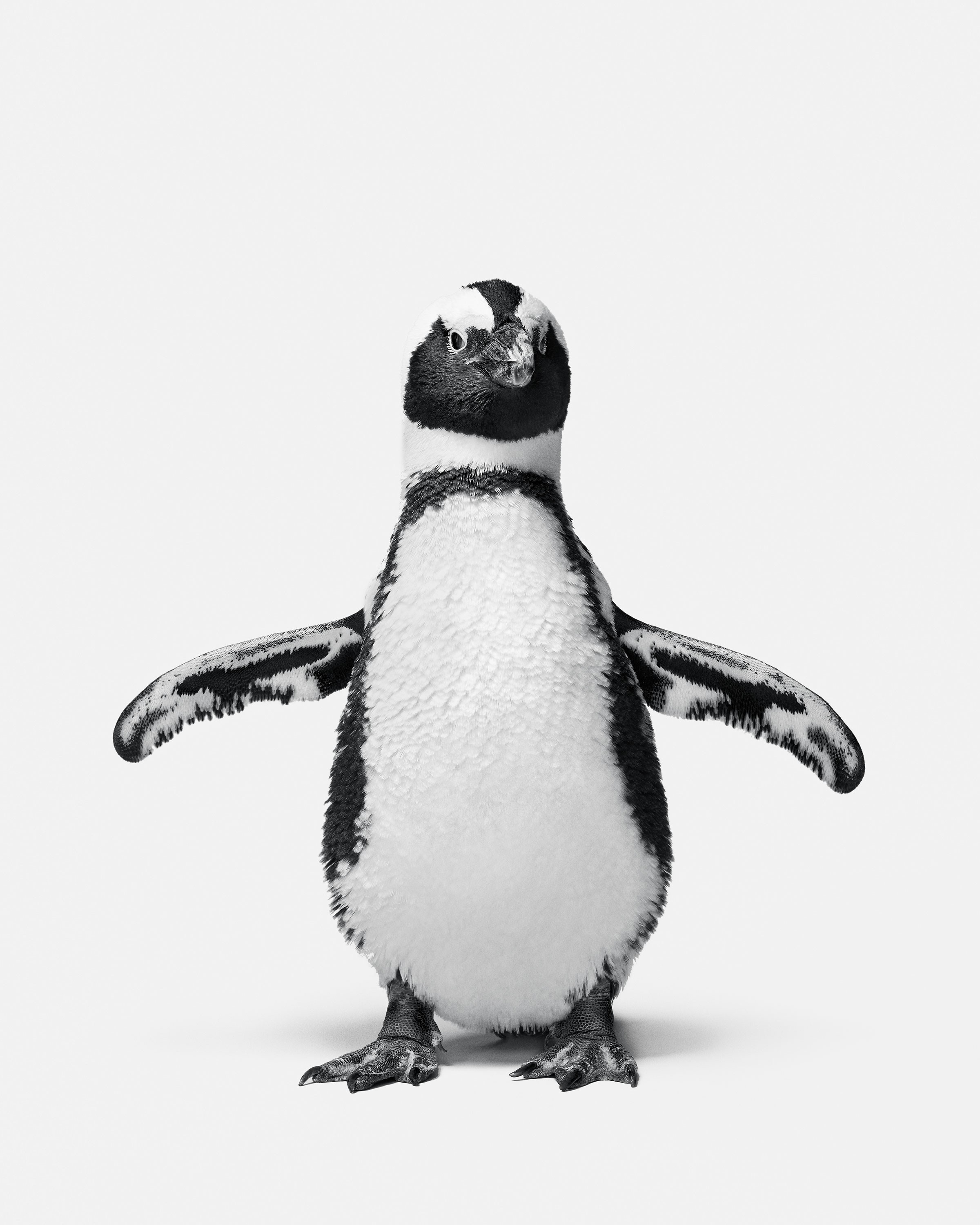 Randal Ford, Penguin No. 1 (L) Randal Ford, Penguin No. 1 (L)
