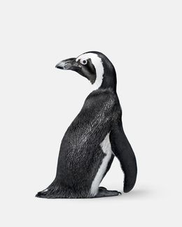 Photographie, Penguin No. 2 (S), Randal Ford