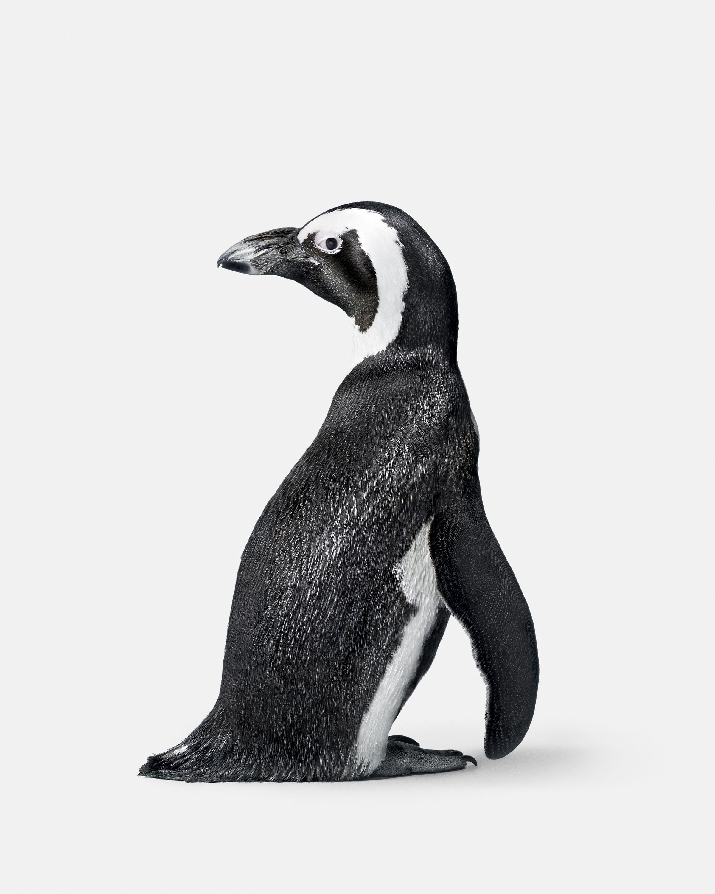 Randal Ford, Penguin No. 2 (L) Randal Ford, Penguin No. 2 (L)