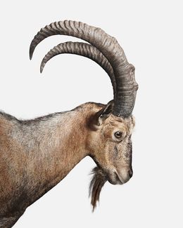 Photographie, Persian Ibex No. 1 (M), Randal Ford