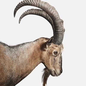 Fotografien, Persian Ibex No. 1 (M), Randal Ford