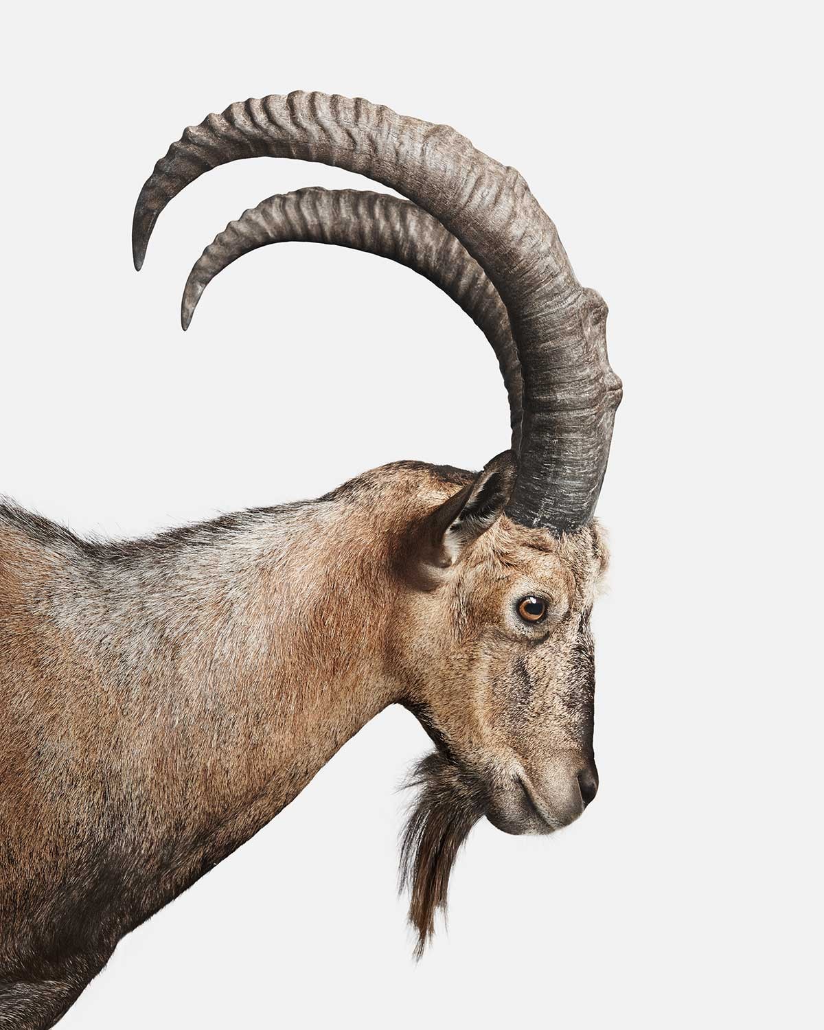 Randal Ford, Persian Ibex No. 1 (L) Randal Ford, Persian Ibex No. 1 (L)