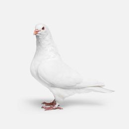 Photographie, Pigeon No. 1 (S), Randal Ford