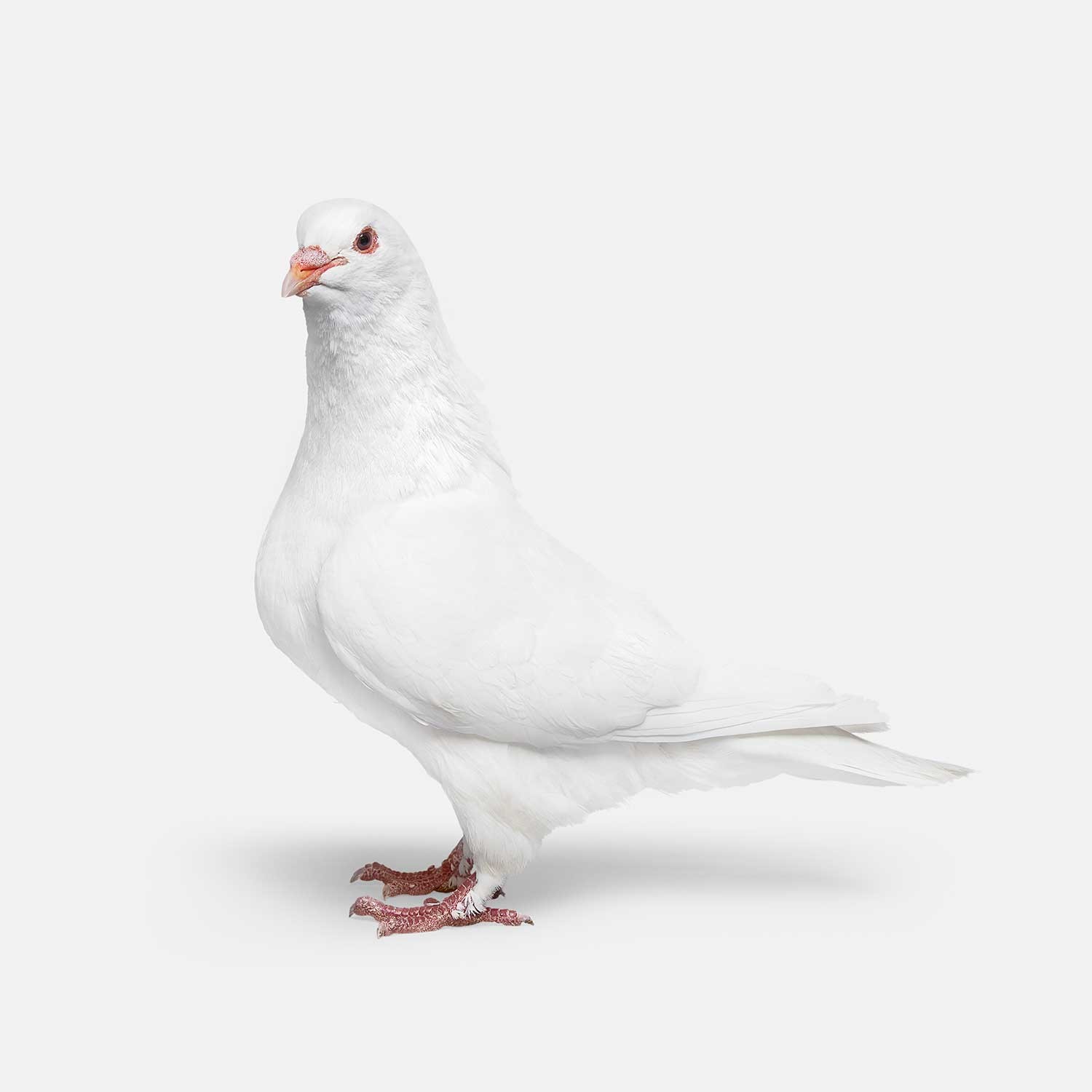 Randal Ford, Pigeon No. 1 (M) Randal Ford, Pigeon No. 1 (M)