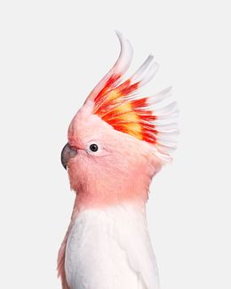 Photographie, Pink Cockatoo (S), Randal Ford