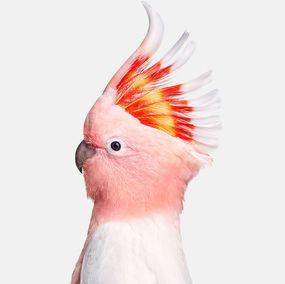 Photography, Pink Cockatoo (S), Randal Ford