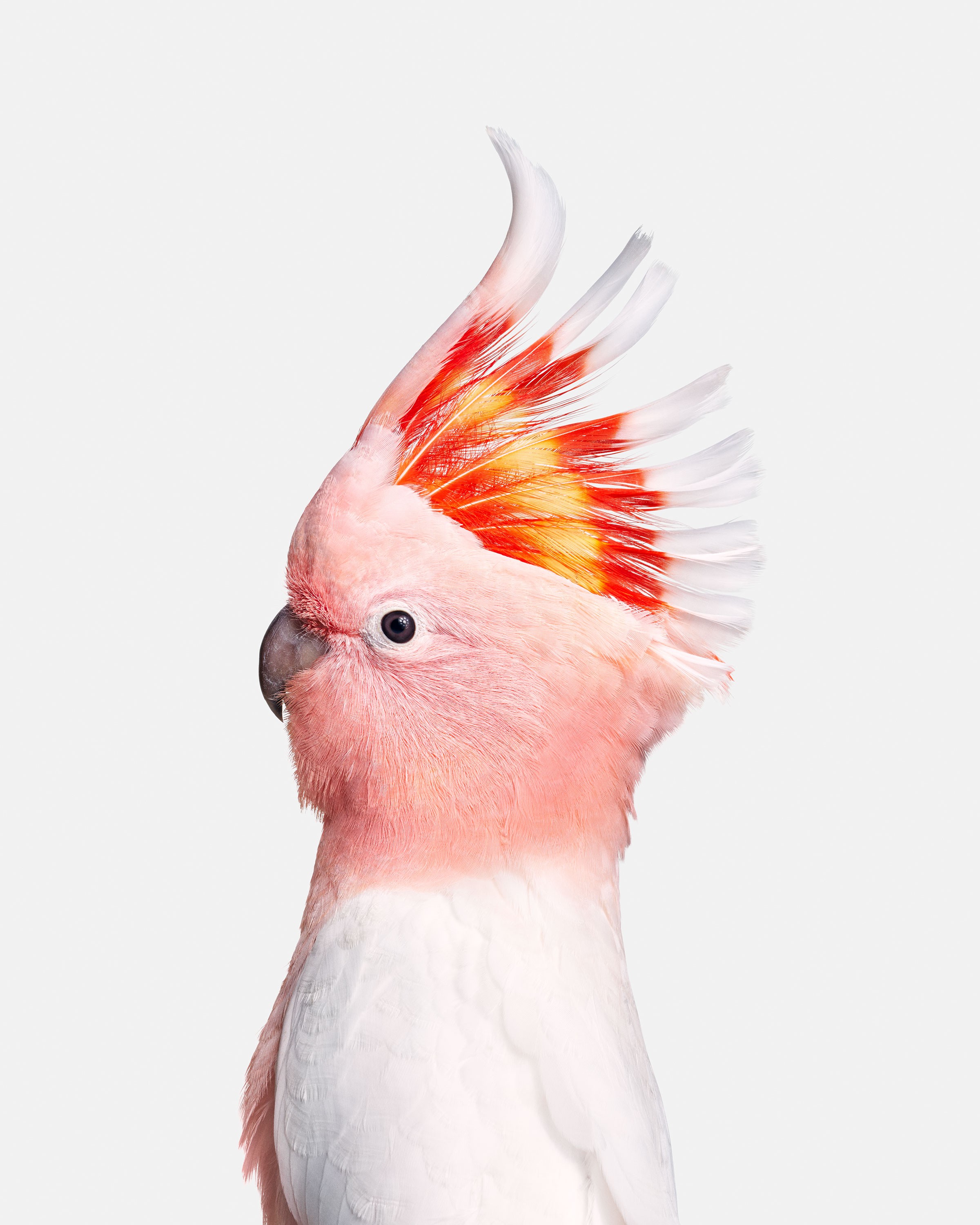 Randal Ford, Pink Cockatoo (M) Randal Ford, Pink Cockatoo (M)