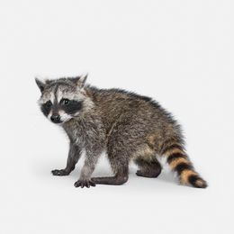 Photographie, Racoon Baby (S), Randal Ford