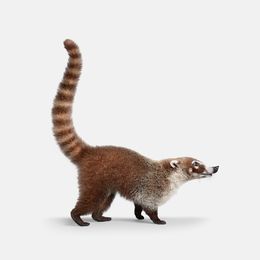 Photographie, Ring Tailed Coati (S), Randal Ford