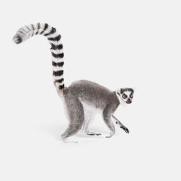Photographie, Ring Tailed Lemur (S), Randal Ford