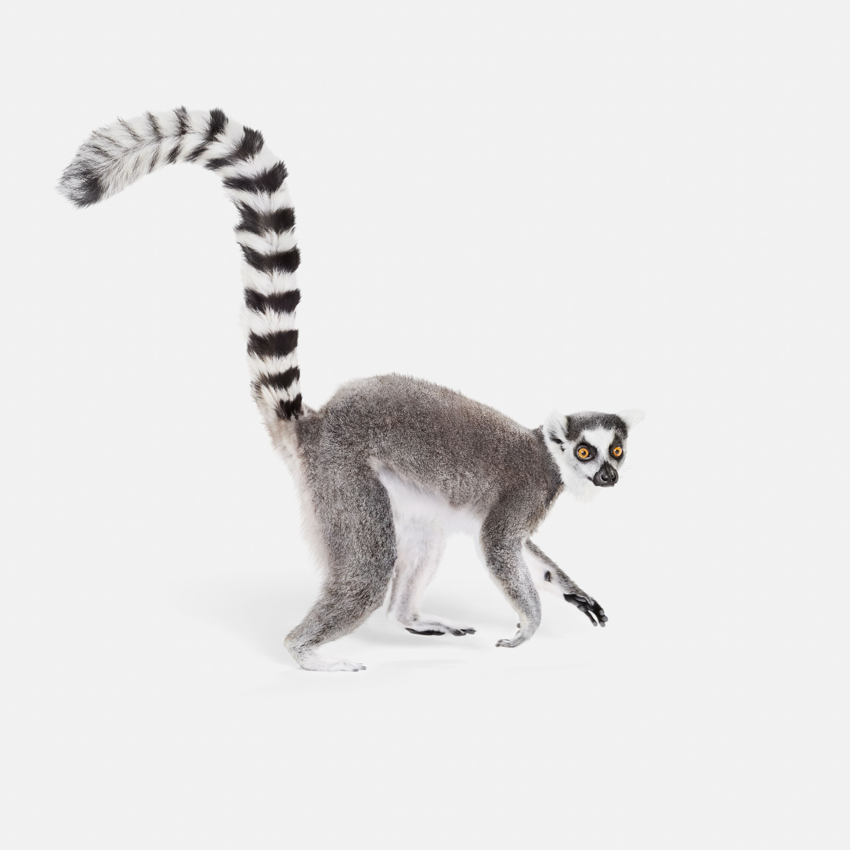 Randal Ford, Ring Tailed Lemur (M) Randal Ford, Ring Tailed Lemur (M)