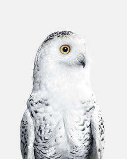 Photographie, Snowy Owl No. 1 (S), Randal Ford