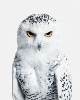 Photographie, Snowy Owl No. 3 (S), Randal Ford