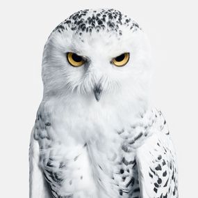 Photography, Snowy Owl No. 3 (L), Randal Ford