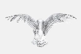 Photographie, Snowy Owl Wings (S), Randal Ford