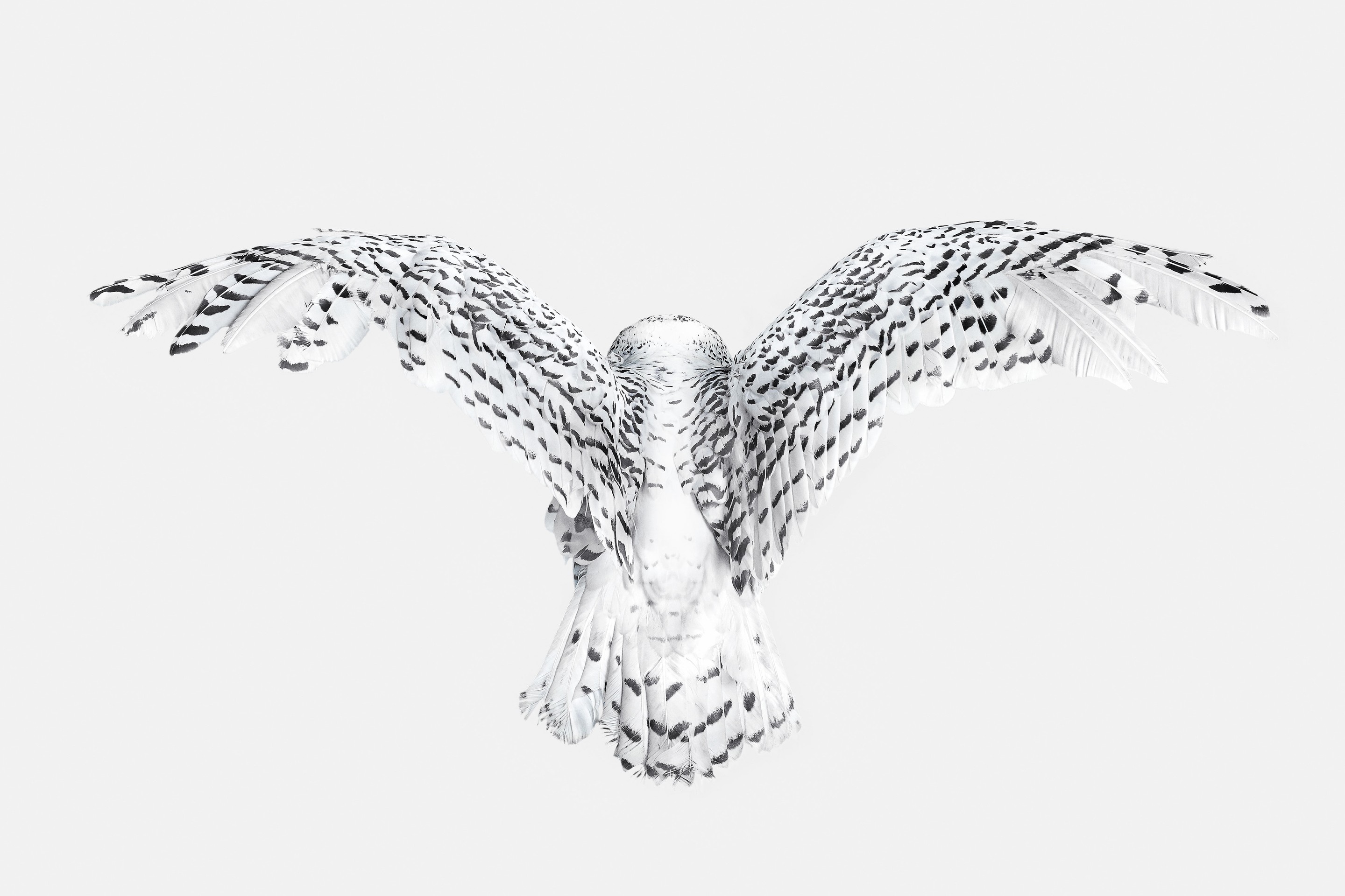 Randal Ford, Snowy Owl Wings (M) Randal Ford, Snowy Owl Wings (M)