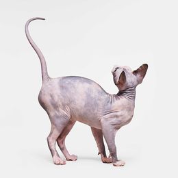 Photographie, Sphinx Cat No. 2 (M), Randal Ford