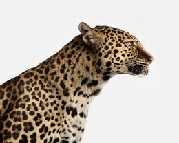 Photography, Spotted Leopard No.1 (L), Randal Ford