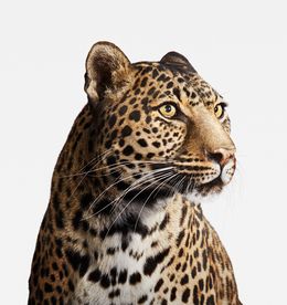 Photography, Spotted Leopard No. 2 (M), Randal Ford